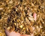 CORN SILAGE