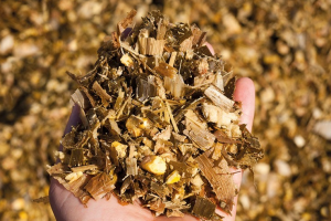 CORN SILAGE